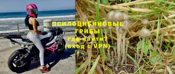 сатива Аркадак